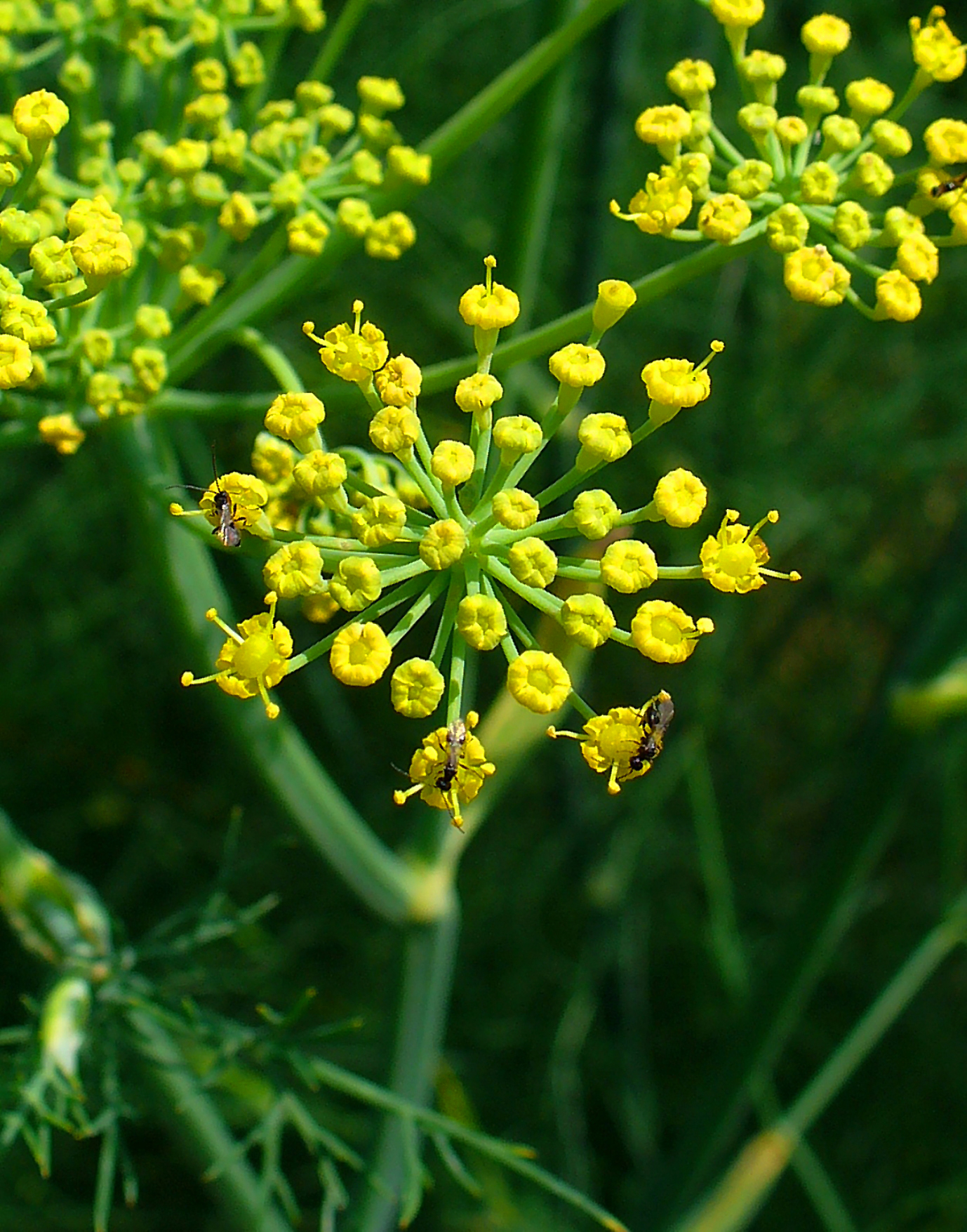 Plant Image